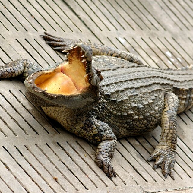 Тялото на изчезнал австралиец е открито в крокодил