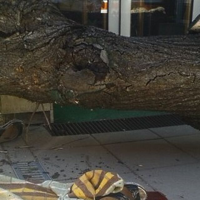 Дърво падна върху жена на бул. „Дондуков”