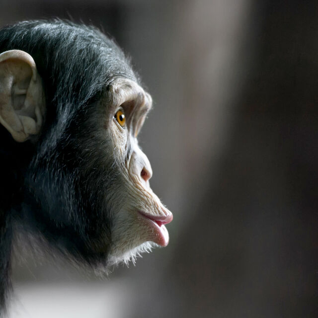 Шимпанзета научиха играта "Камък, ножица, хартия"