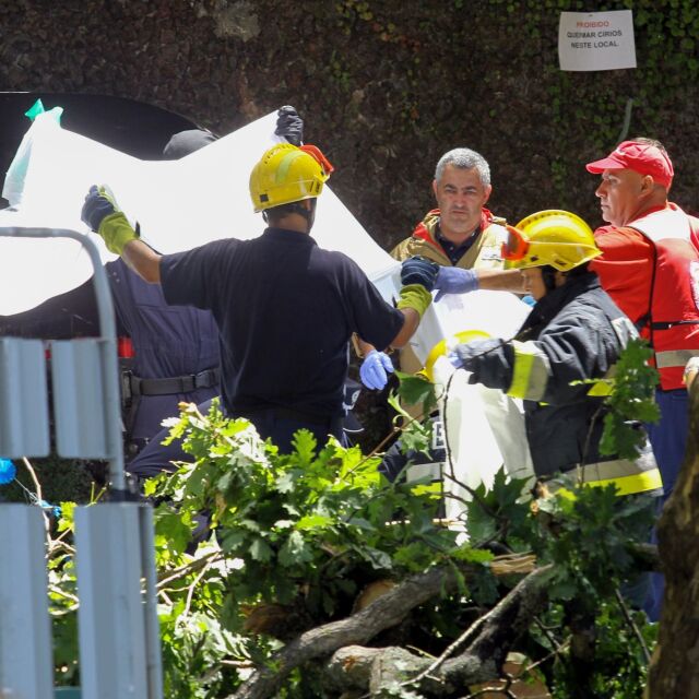 Паднало дърво уби 13 души в Португалия