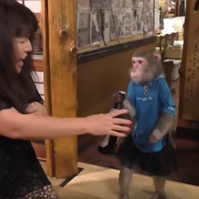 Маймуни сервират бира в японски бар (ВИДЕО)