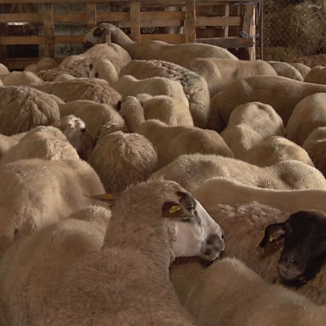 11 овце са починали във ферма в Болярово, където не бяха допуснати ветеринари