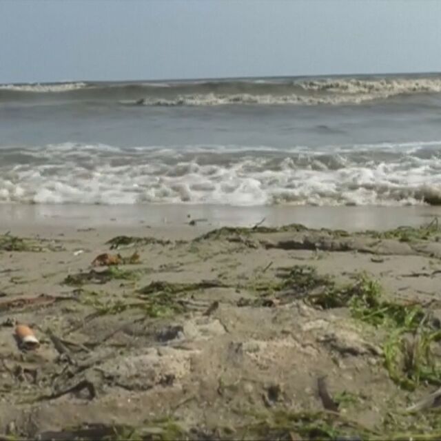 Токсични водорасли се появиха в Балтийско море заради необичайно горещо време