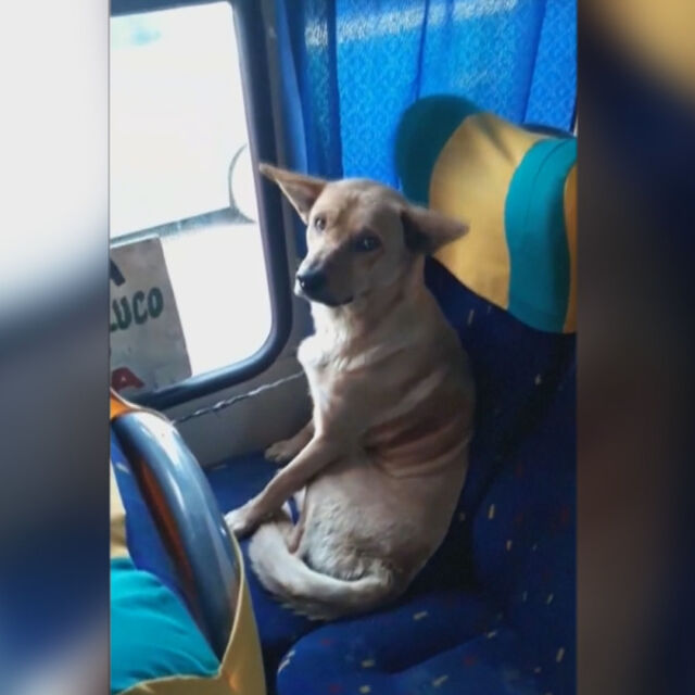 Бездомно куче в автобус се превърна в интернет сензация