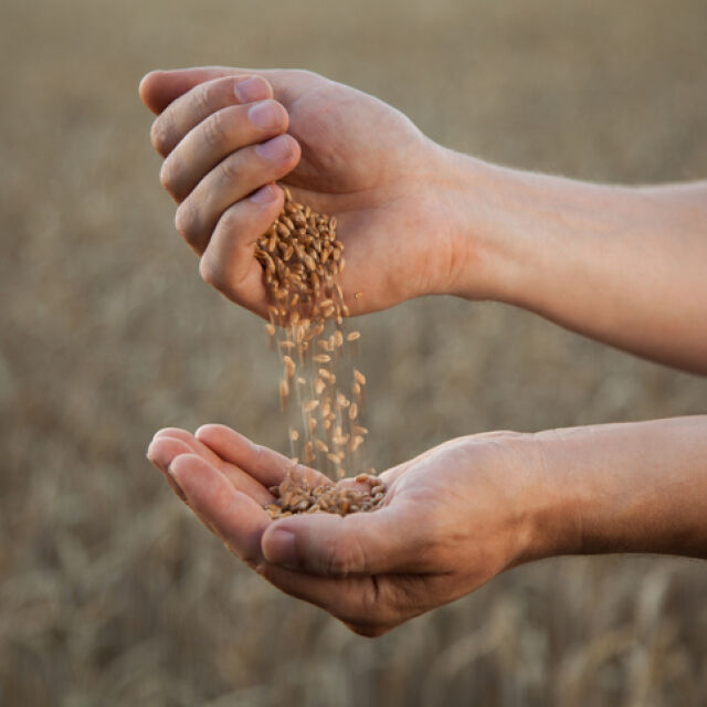 Пшеницата поскъпна рязко: Държавата купува 1,5 млн. тона