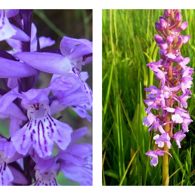Фотопътуване: Къде цъфтят дивите орхидеи в България 