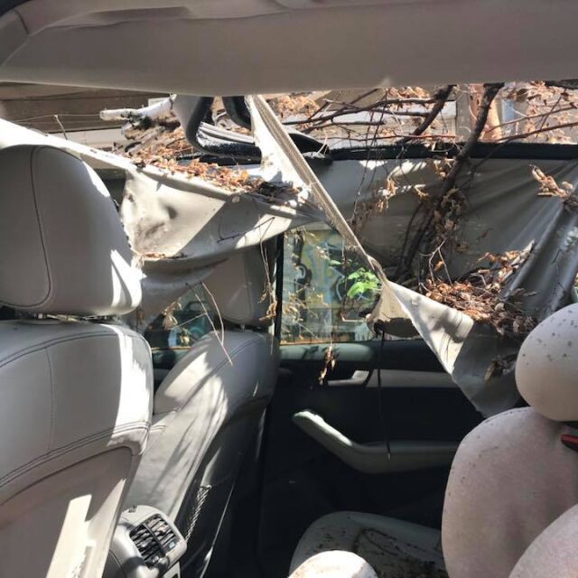Дърво падна и потроши коли в центъра на София (СНИМКИ)