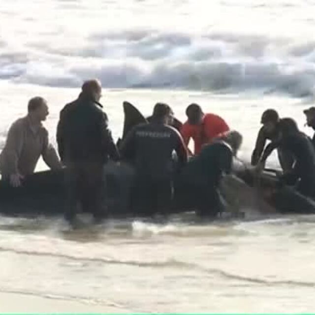 В Аржентина спасиха група косатки, озовали се на брега заради прилива
