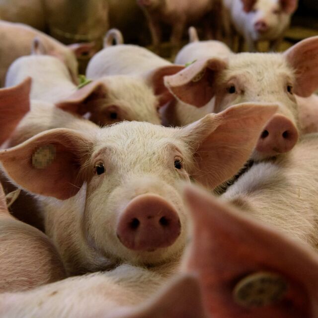 Започна умъртвяването на 17 000 прасета в свинекомплекса в Николово