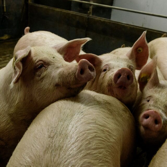 Нова положителна проба за чума по свинете в Смолянско