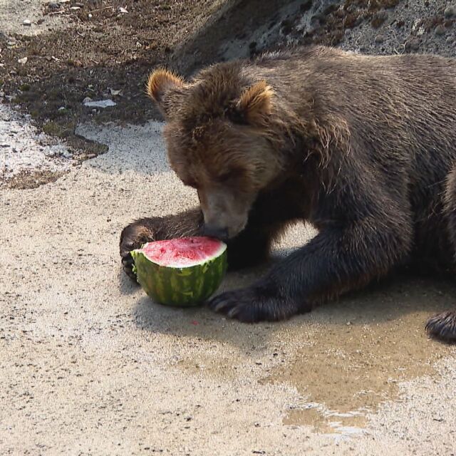 Кухнята на зоопарка: Плодове, зеленчуци и подправки са в менюто на животните