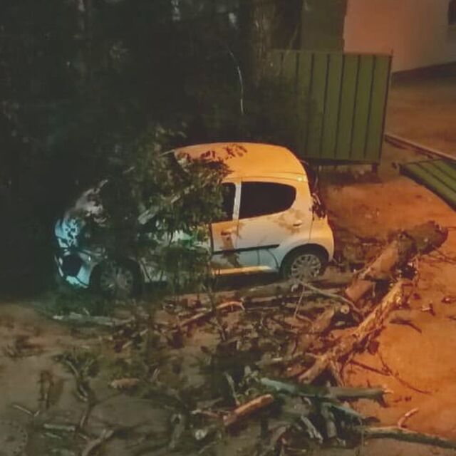 След бурята: Опасно дърво едва не падна върху пешеходци в столицата