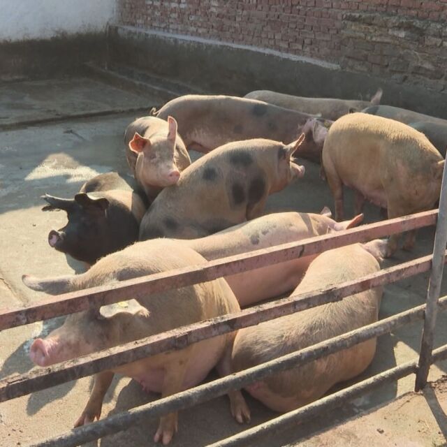 В Пловдивско доброволно са изклани почти всички прасета от "задния двор"