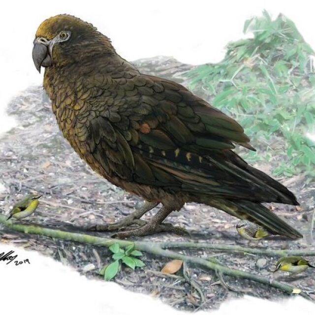 Учени откриха останки от огромен папагал