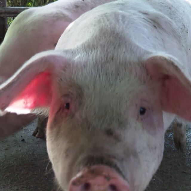 Продължава умъртвяването на свинете в засегнатия от чума комплекс в Шуменско