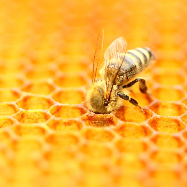 Терапия с пчели лекува болки в кръста (ВИДЕО)