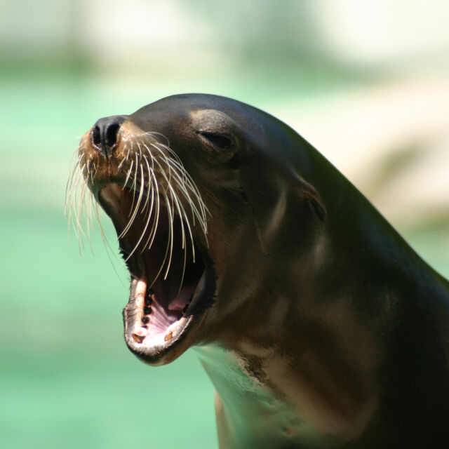Законова поправка за двойка тюлени: Ще участват ли в представления като делфините?