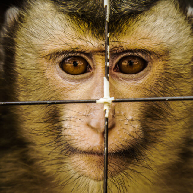Проучване: В стотици световни аквариуми и зоопаркове се държат зле с животните