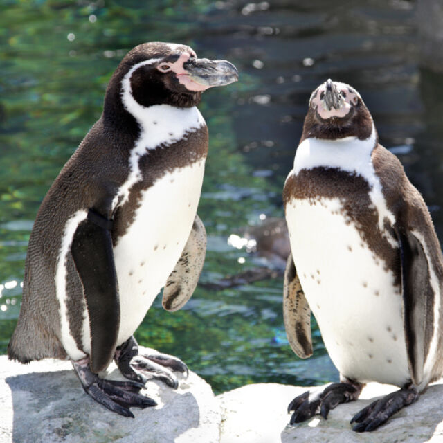 Двойка гей пингвини осинови изоставено яйце в зоопарка в Берлин