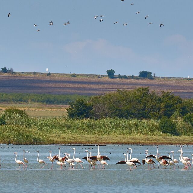 Над 150 розови фламинги потърсиха разхлада в Атанасовско езеро (ВИДЕО)