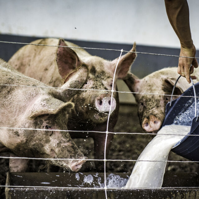 Чумата по свинете: Има ли нарушения при информацията за евтаназираните животни? 