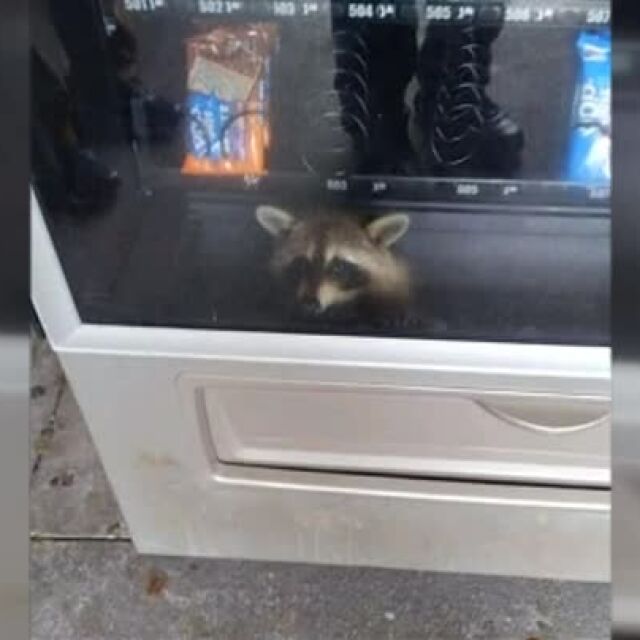 Любопитен енот се заклещи в автомат за закуски (ВИДЕО)