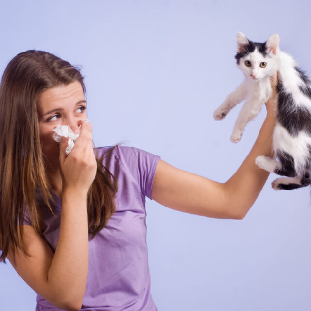 Алергични сте към котки – вече има ваксина и се бие на котката