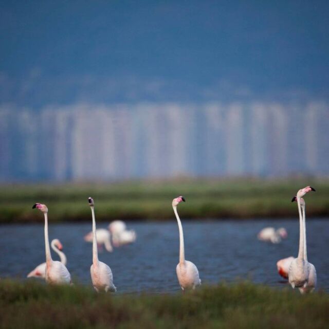Колонията от розово фламинго в Атанасовското езеро – на курорт у нас