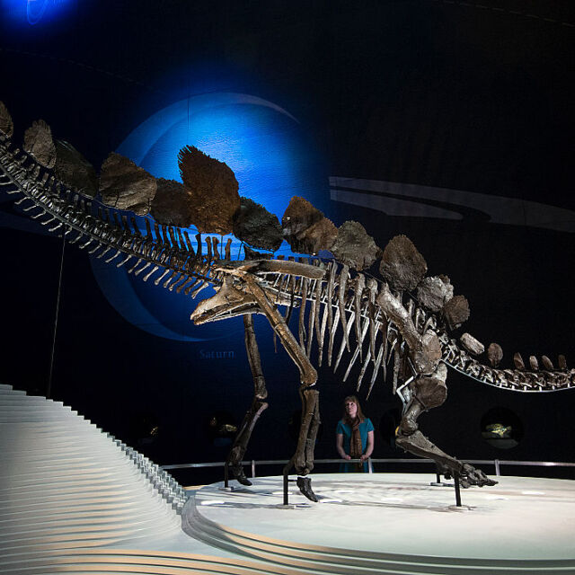 Откриха останки на най-стария стегозавър в света