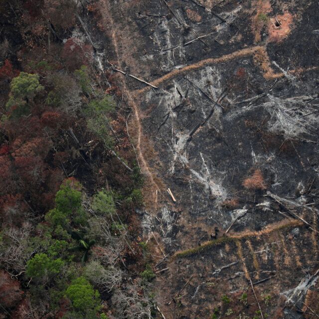 Бразилската джунгла е загубила 9762 кв. км от площта си за една година