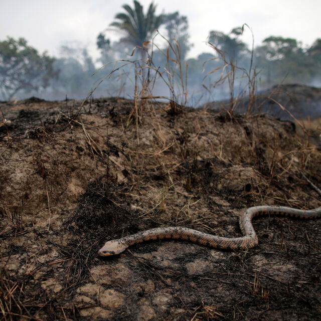 Змии останаха единствените животни сред пожарите в Амазонската джунгла (ВИДЕО)
