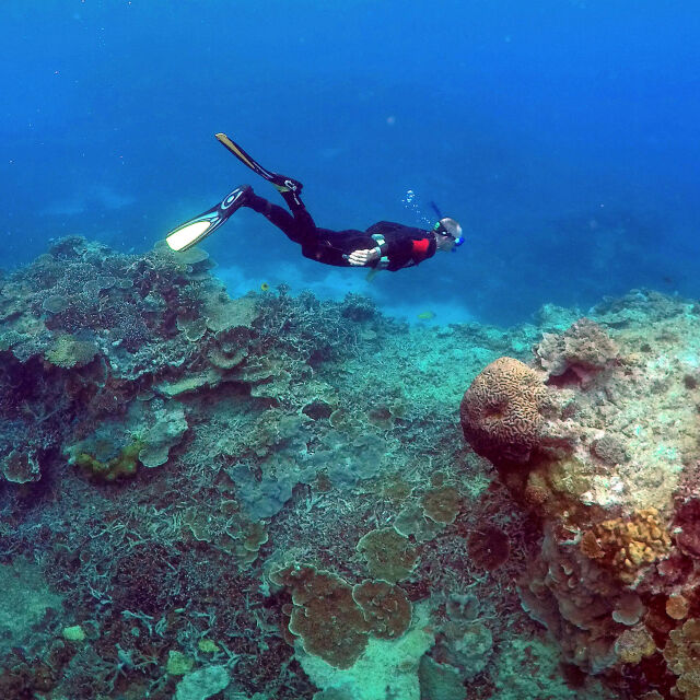 Учени: Перспективите за Големия бариерен риф са "лоши" 