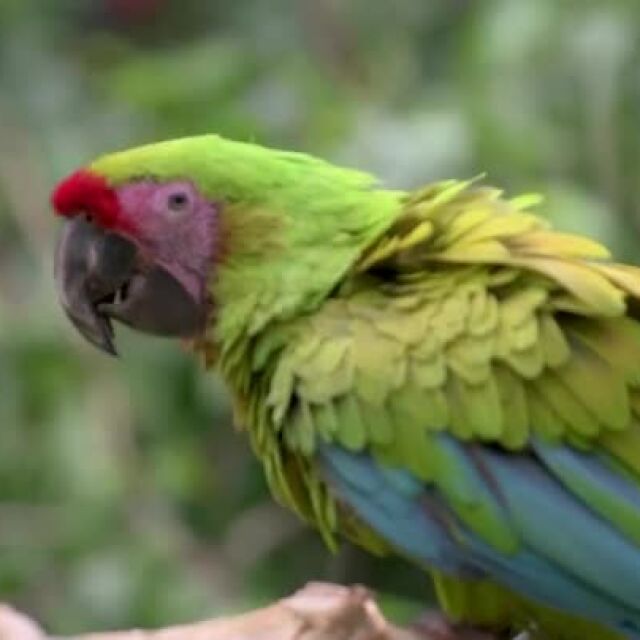 Само три месеца след раждането си жълто-зелените папагали ара вече летят (ВИДЕО)