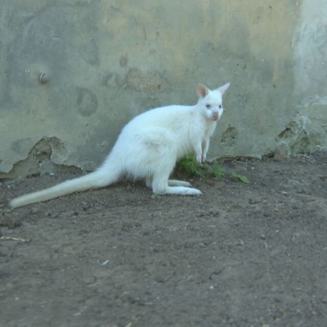 Кенгуру-албинос радва посетителите в павликенския зоокът 