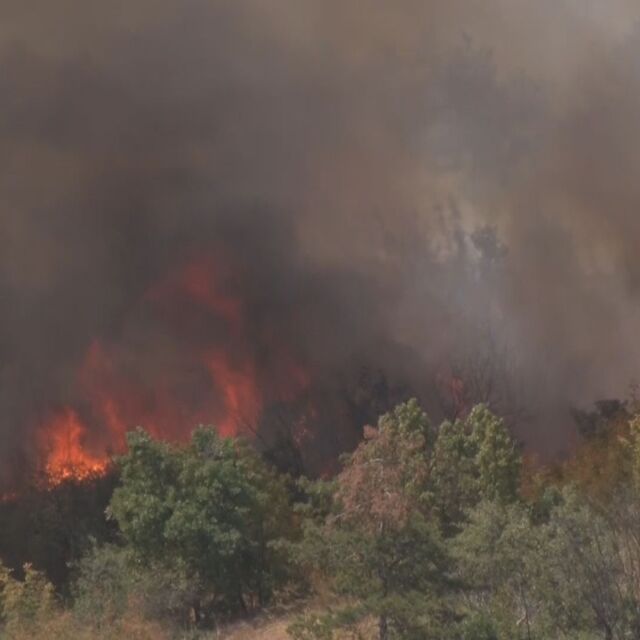 Голям пожар гори в борова гора край Харманли