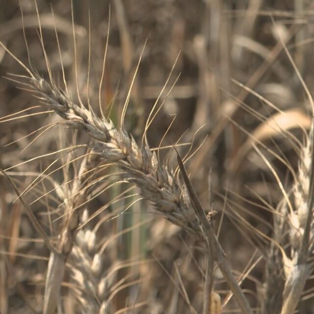 Русия се върна в зърнената сделка, пшеницата бързо поевтиня