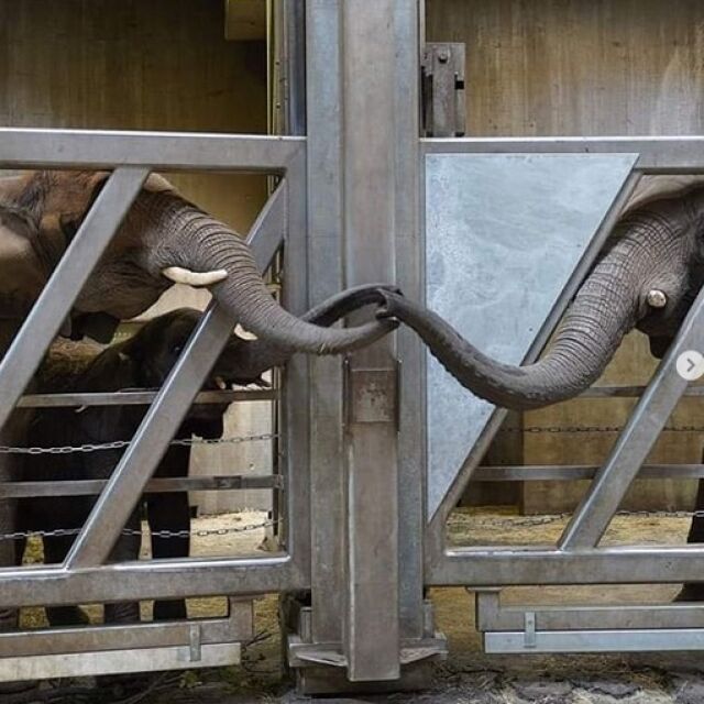 Майка и дъщеря слоници се прегръщат с хоботи след 12 години раздяла. Помнят се