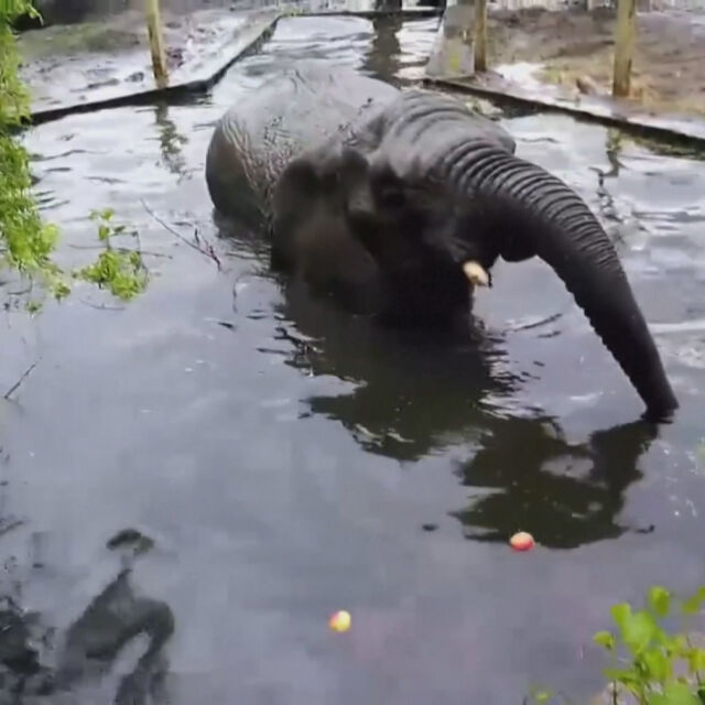 Зоопарк във Варшава дава канабис на слоновете срещу стрес