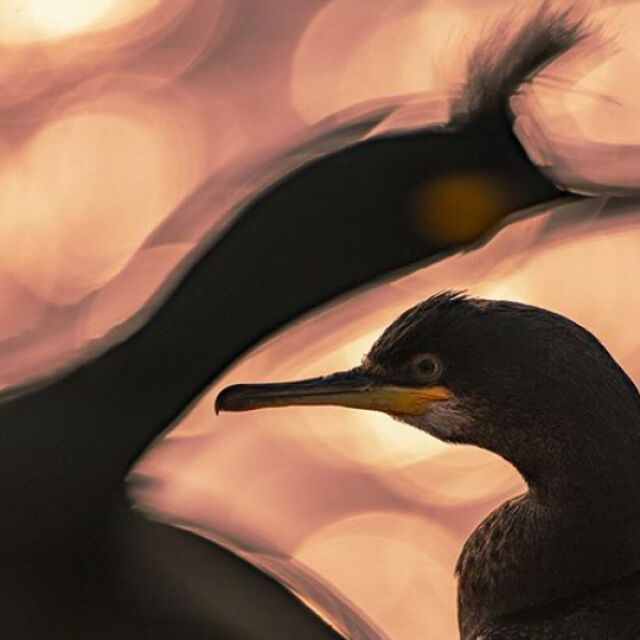 Най-добрите снимки от фотоконкурса за птици BPOTY 2020