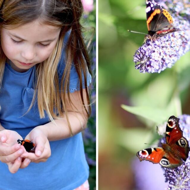 Кейт, Уилям и принцеса Шарлот подкрепиха преброяването на пеперудите във Великобритания