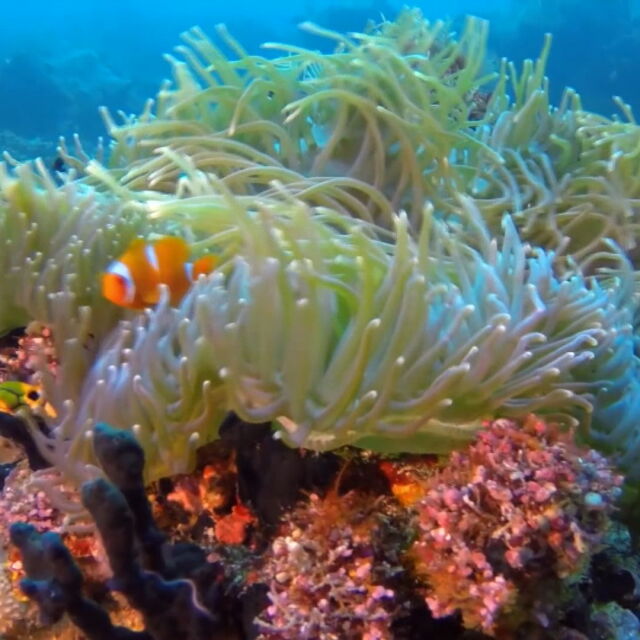 Учени откриха корал на повече от 400 г. в Големия бариерен риф