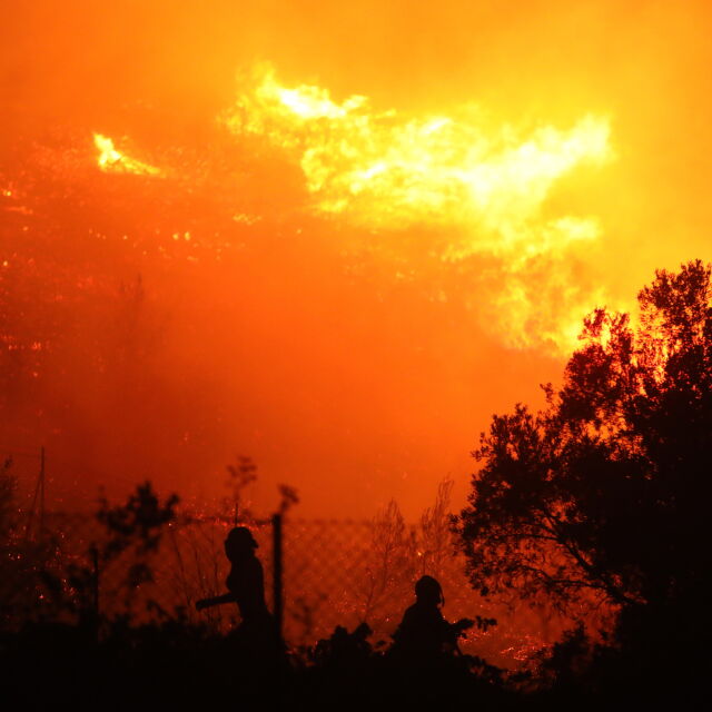 Проф. Рачев за пожарите в Европа: Все повече човекът унищожава гората