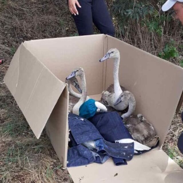 Спасиха семейство лебеди, опитващо се да стигне до Бургаското езеро