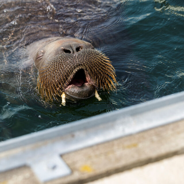 Умъртвиха моржа Фрея, който завладя сърцата на туристите в Норвегия