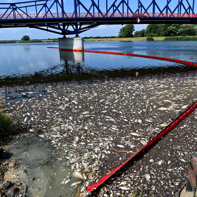 Екокатастрофа: Над 100 тона мъртва риба в река Одер