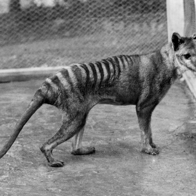  След 85 години: Останки от последния тасманийски тигър бяха открити в долап 