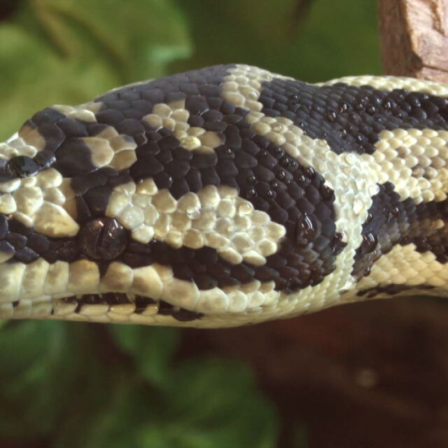 Кой контролира отглеждането на змии в домашни условия?
