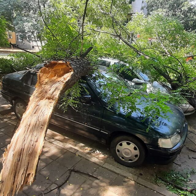 Два огромни клона на дърво паднаха върху три коли в Пловдив (СНИМКИ)