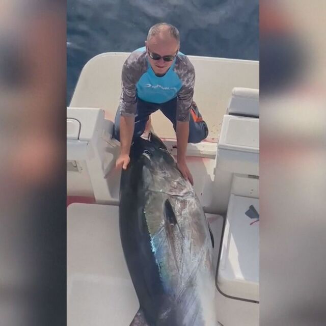 Голям улов: Рибари хванаха огромна риба тон