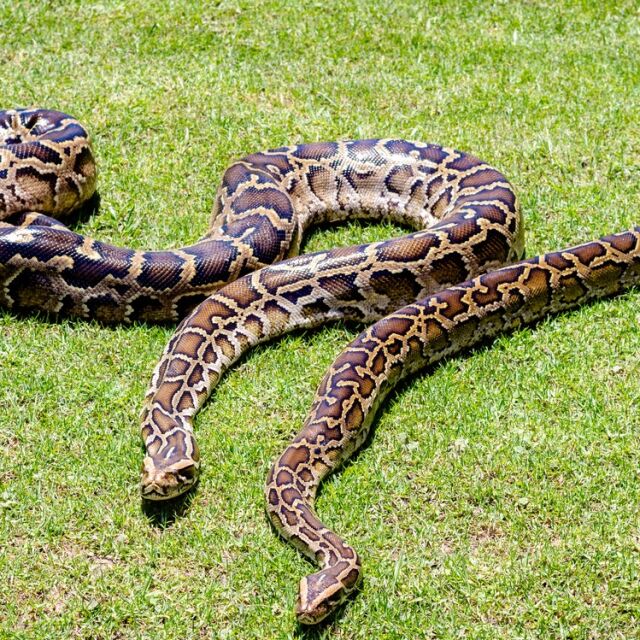 Ловци на змии се състезават за награда от 30 000 долара